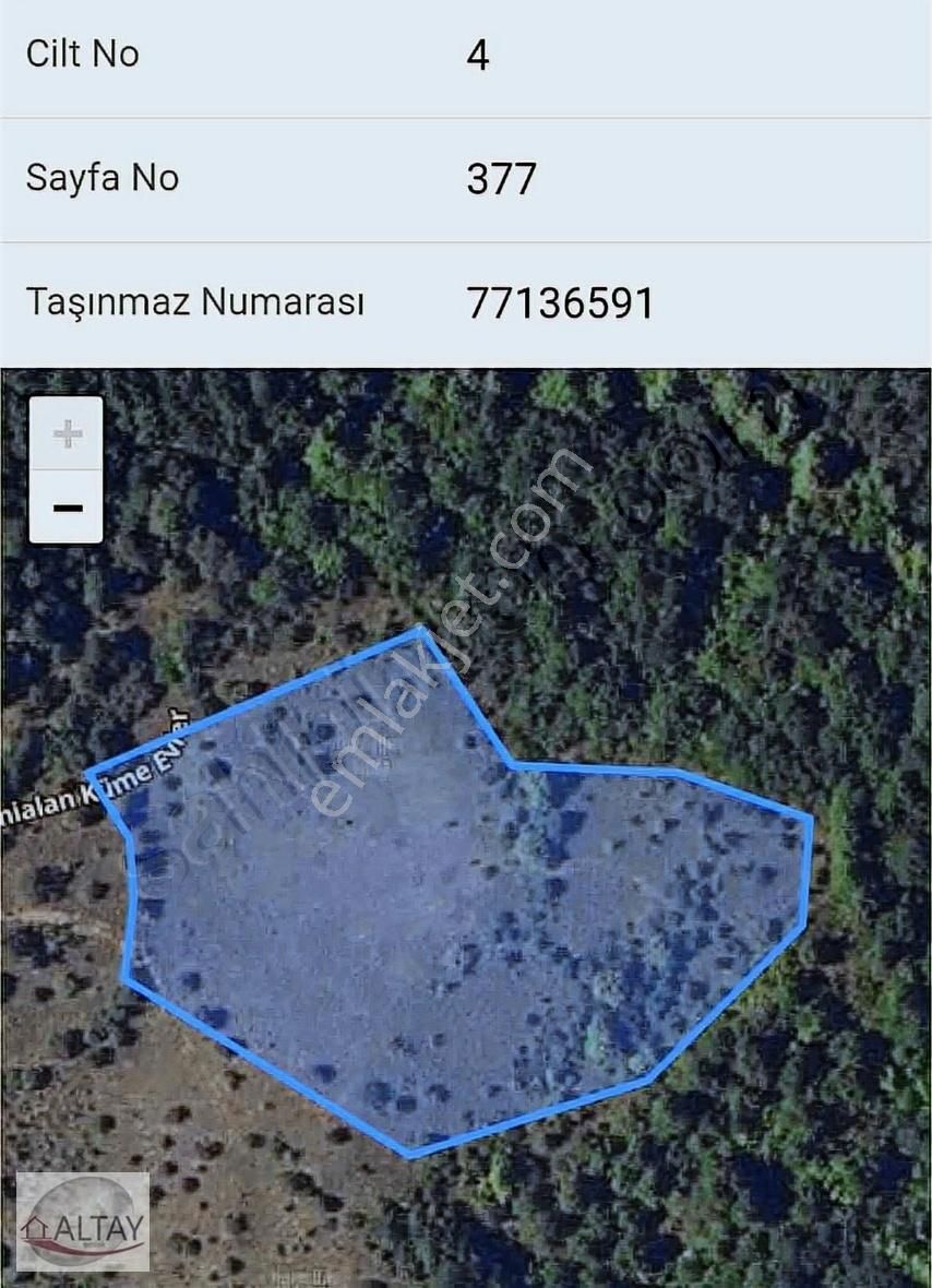 Orman Yeşillikler İçinde Tarla.