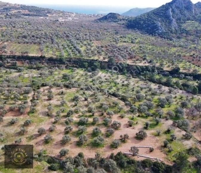Uğur Emlaktan Datça Yaka Da 2262 M2 Satılık Arsa