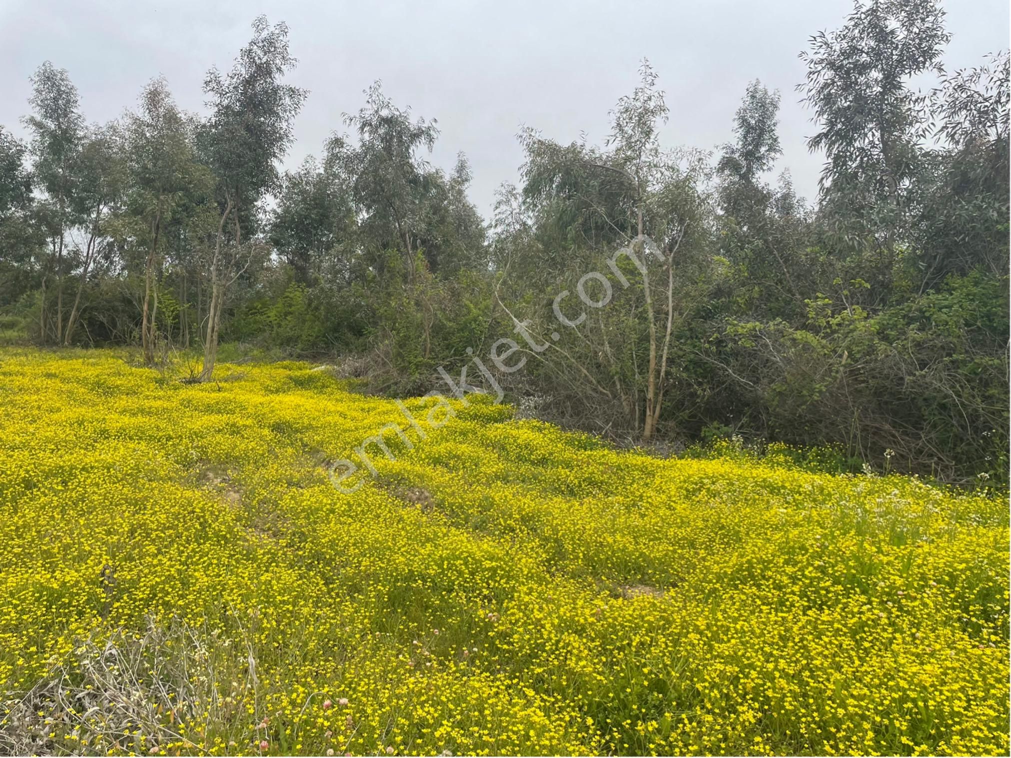Muğla Ula Çıtlık ‘ta Satılık Anayol Kenarında Satılık Tarla