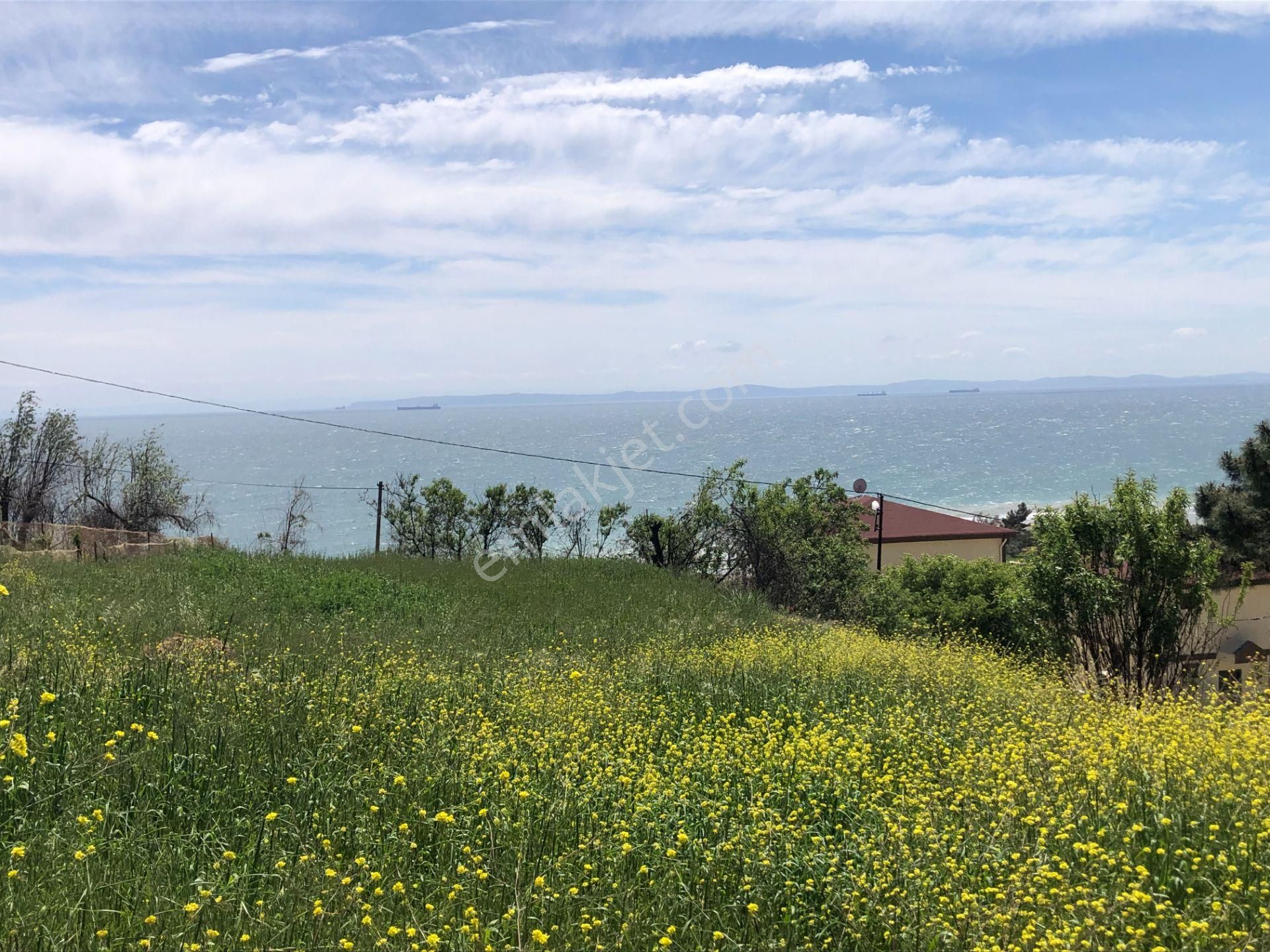 Şarköyde Işık Emlaktan Mürefte Mah De 403 M2 0/20 İmarlı Arsa
