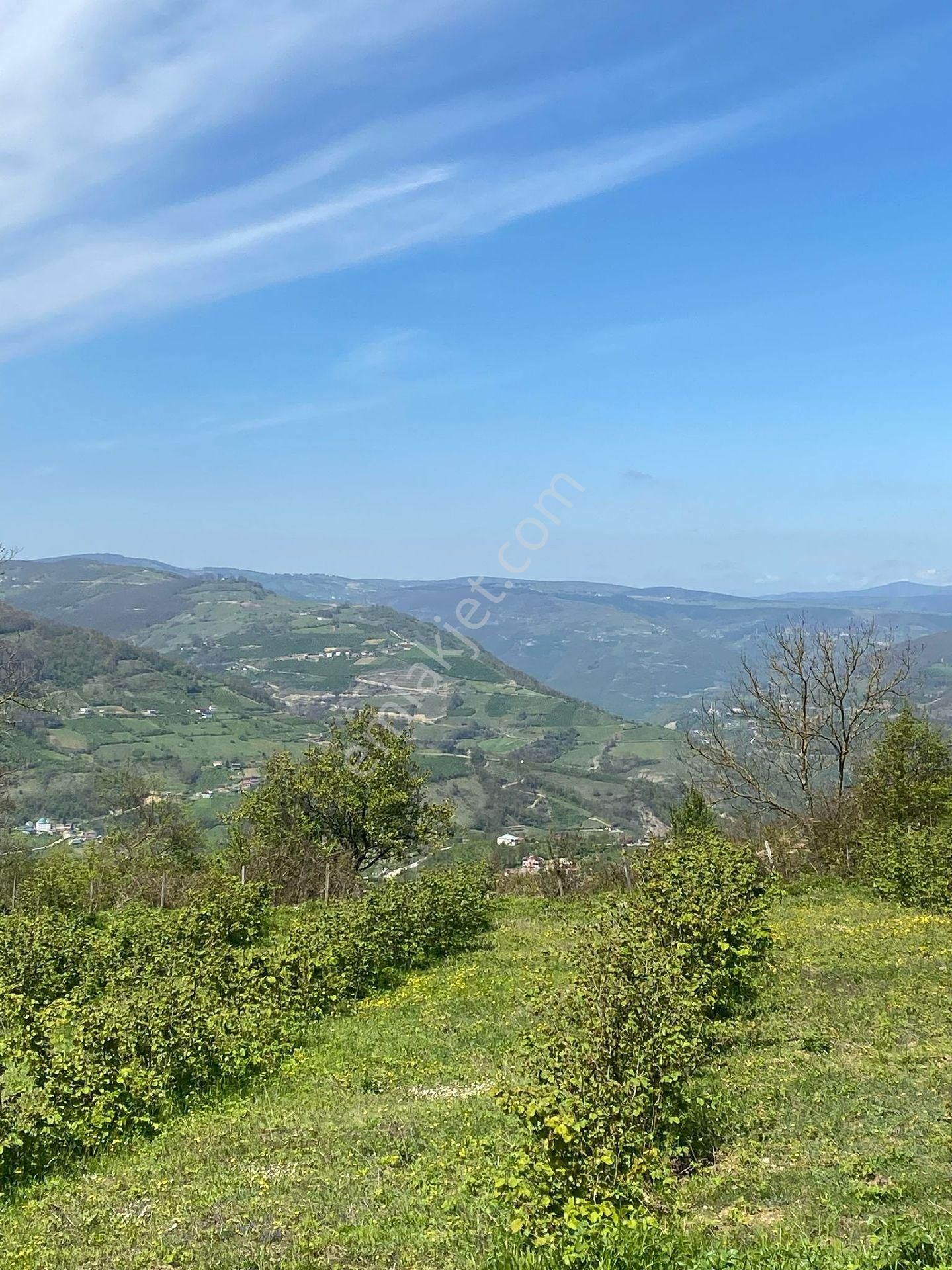 Rekoor Emlaktan Canik/tekkiraz Köyünde 3.660 M² Satılık Tarla