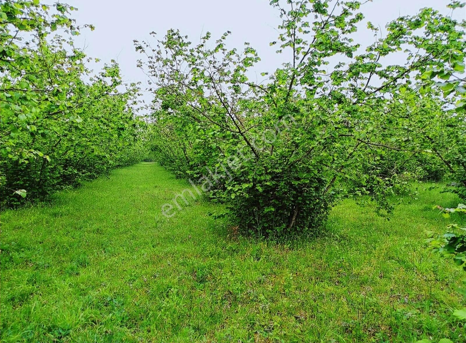 Alemdar Gayrimenkul Hendek Büyükdere Mah.satılık Fındık Bahçesi - Görsel 8