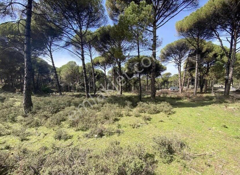 Bergama Aşağıbey De 1.400 M2 Fıstıklık