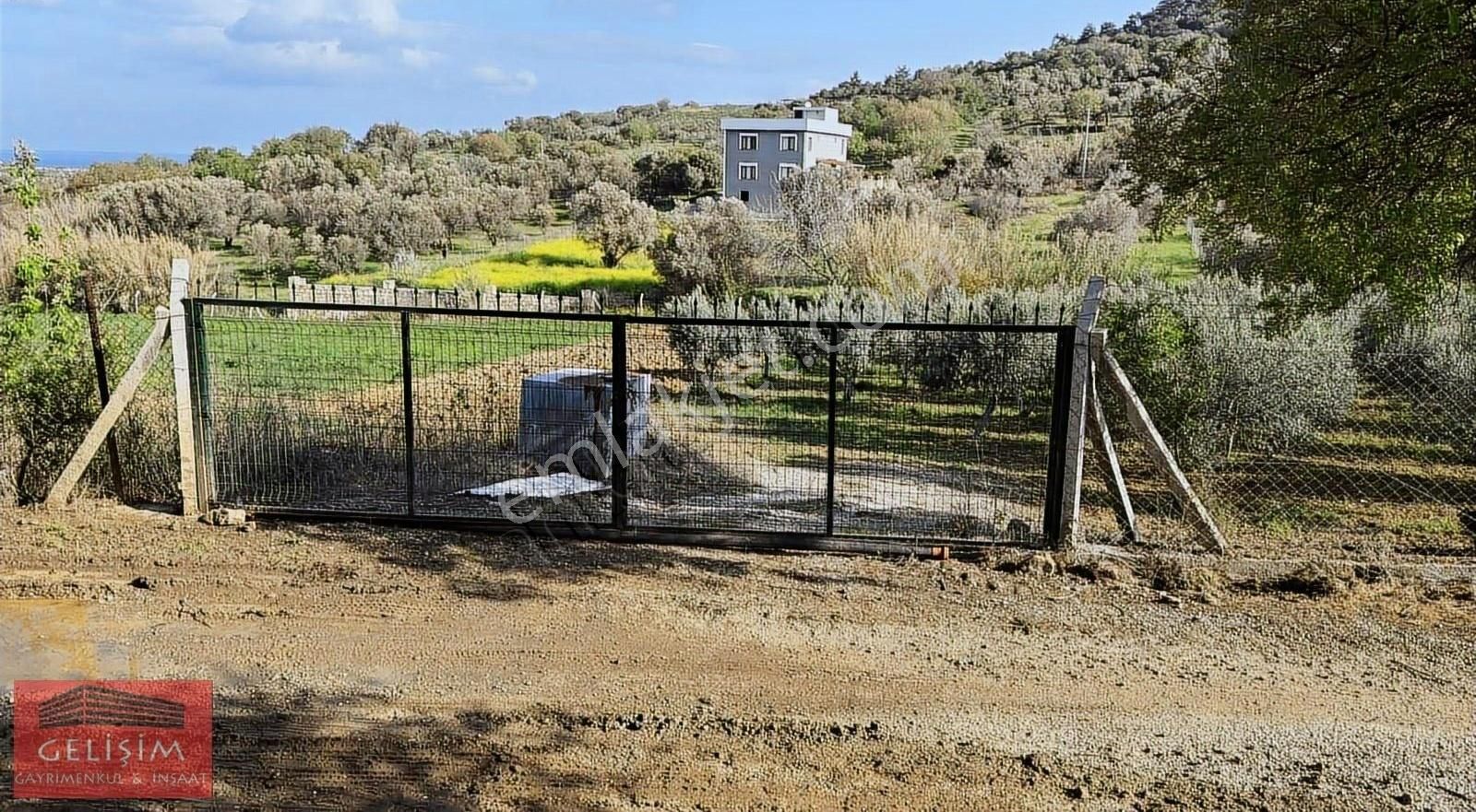 Kozbeyli De Muhteşem Zeytinlikli Tarla