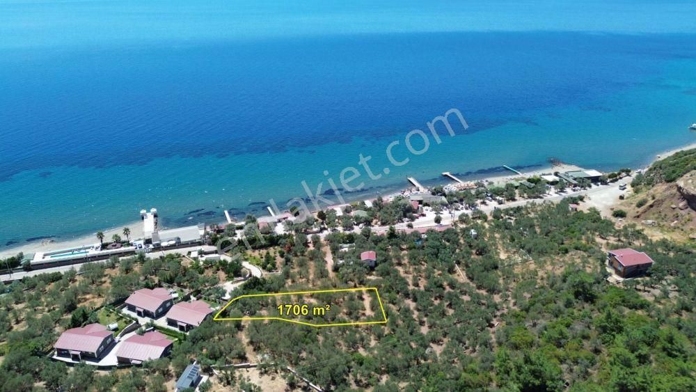 Çanakkale / Ayvacık / Sazlı'da Denize 100 Metre Mesafede Zeytinlik