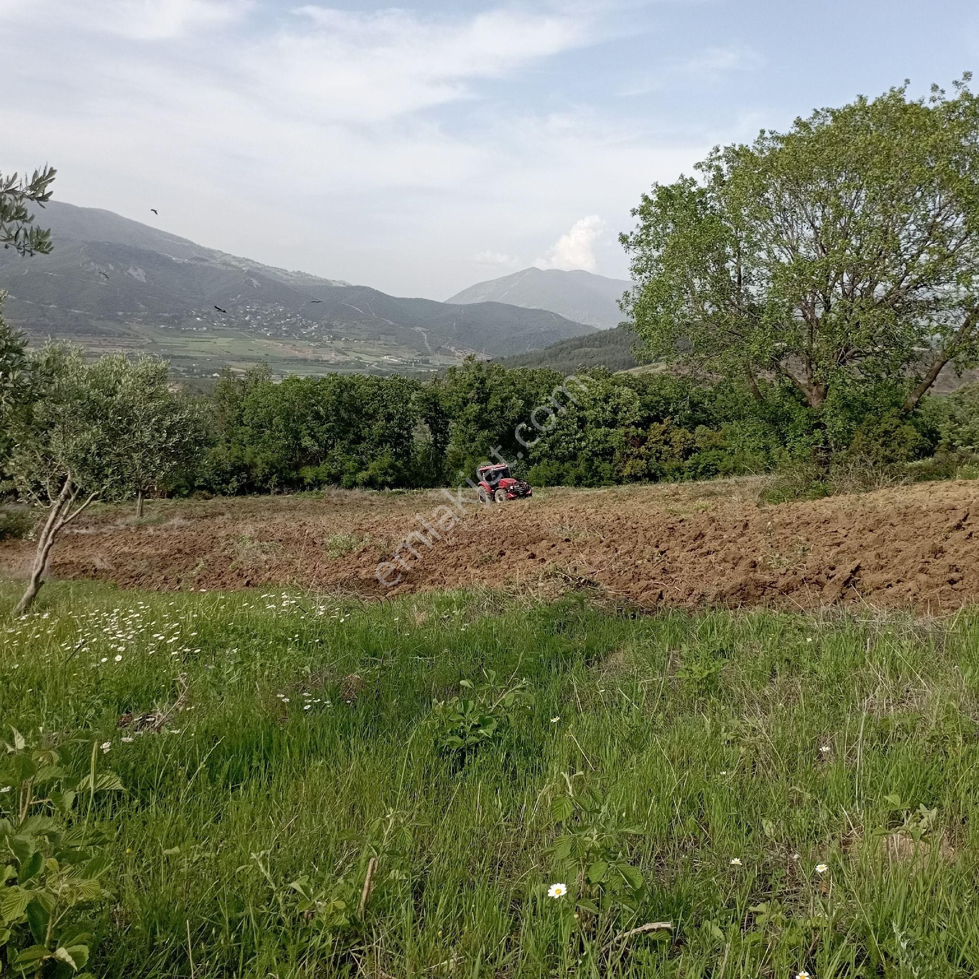 Üç Tarafı Orman Yüksek Manzaralı Resmi Yolu Var.
