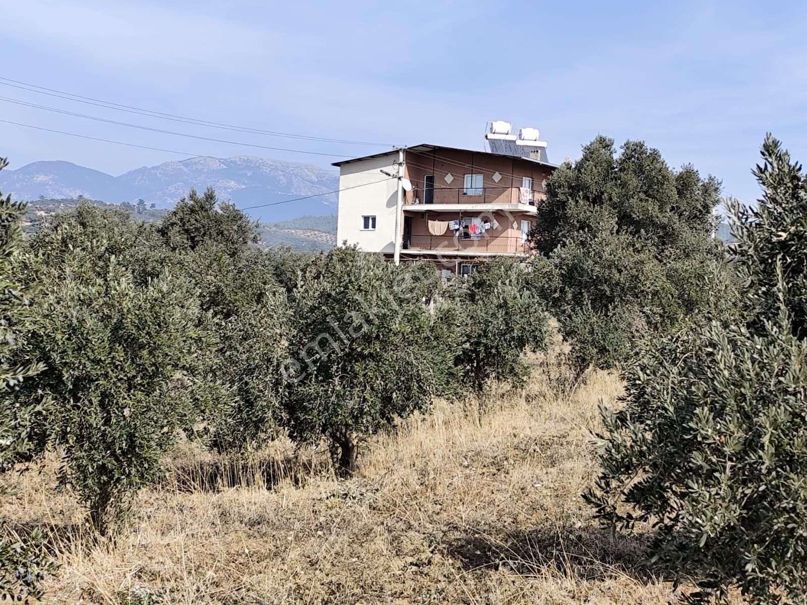 İzmir Torbalı Yazıbaşında İmar Sınırında Satılık Zeytinlik 2590 M2. - Görsel 5