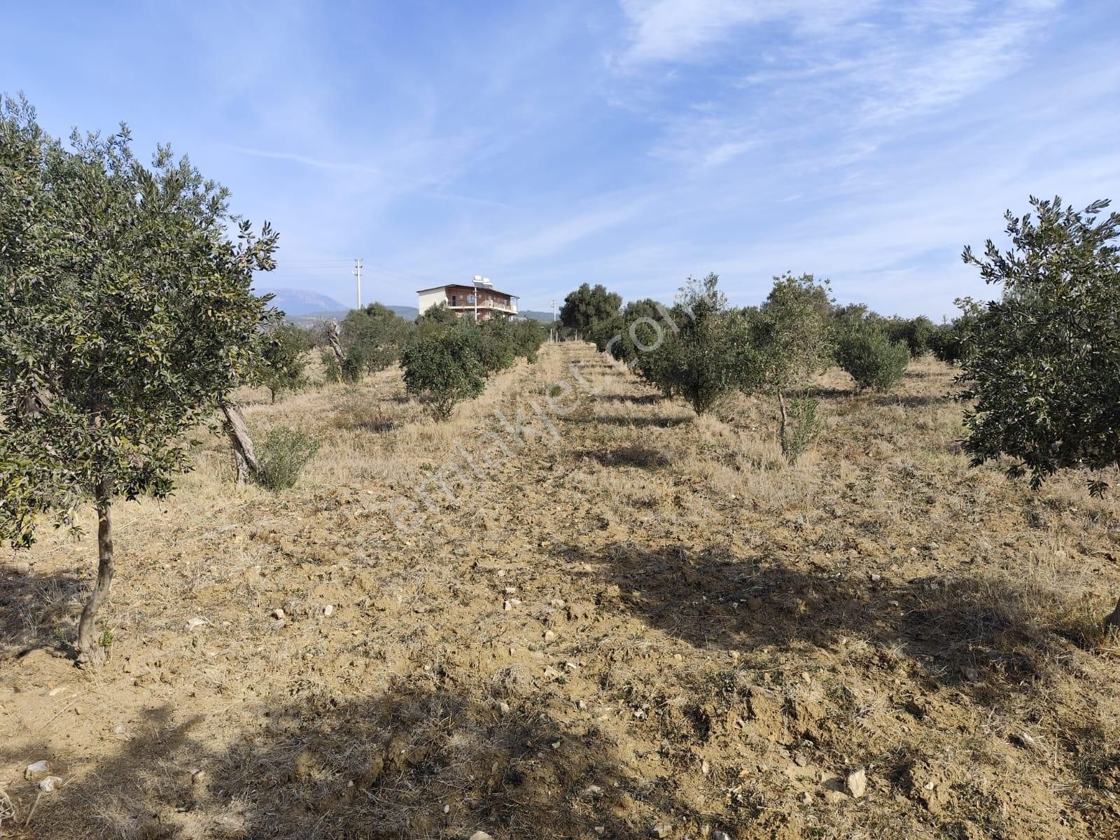 İzmir Torbalı Yazıbaşında İmar Sınırında Satılık Zeytinlik 2590 M2. - Görsel 8