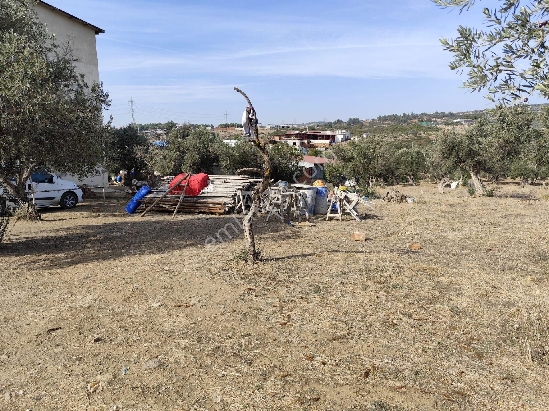 İzmir Torbalı Yazıbaşında İmar Sınırında Satılık Zeytinlik 2590 M2. - Görsel 3