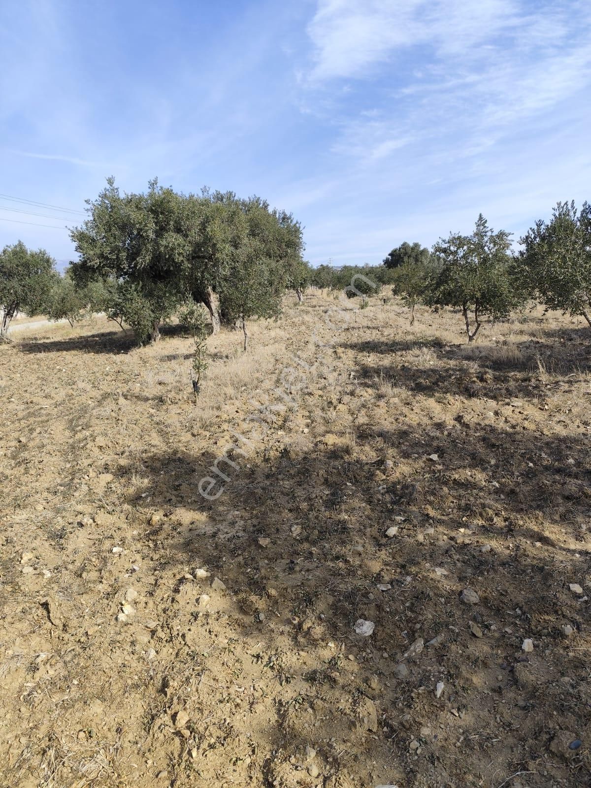 İzmir Torbalı Yazıbaşında İmar Sınırında Satılık Zeytinlik 2590 M2. - Görsel 2