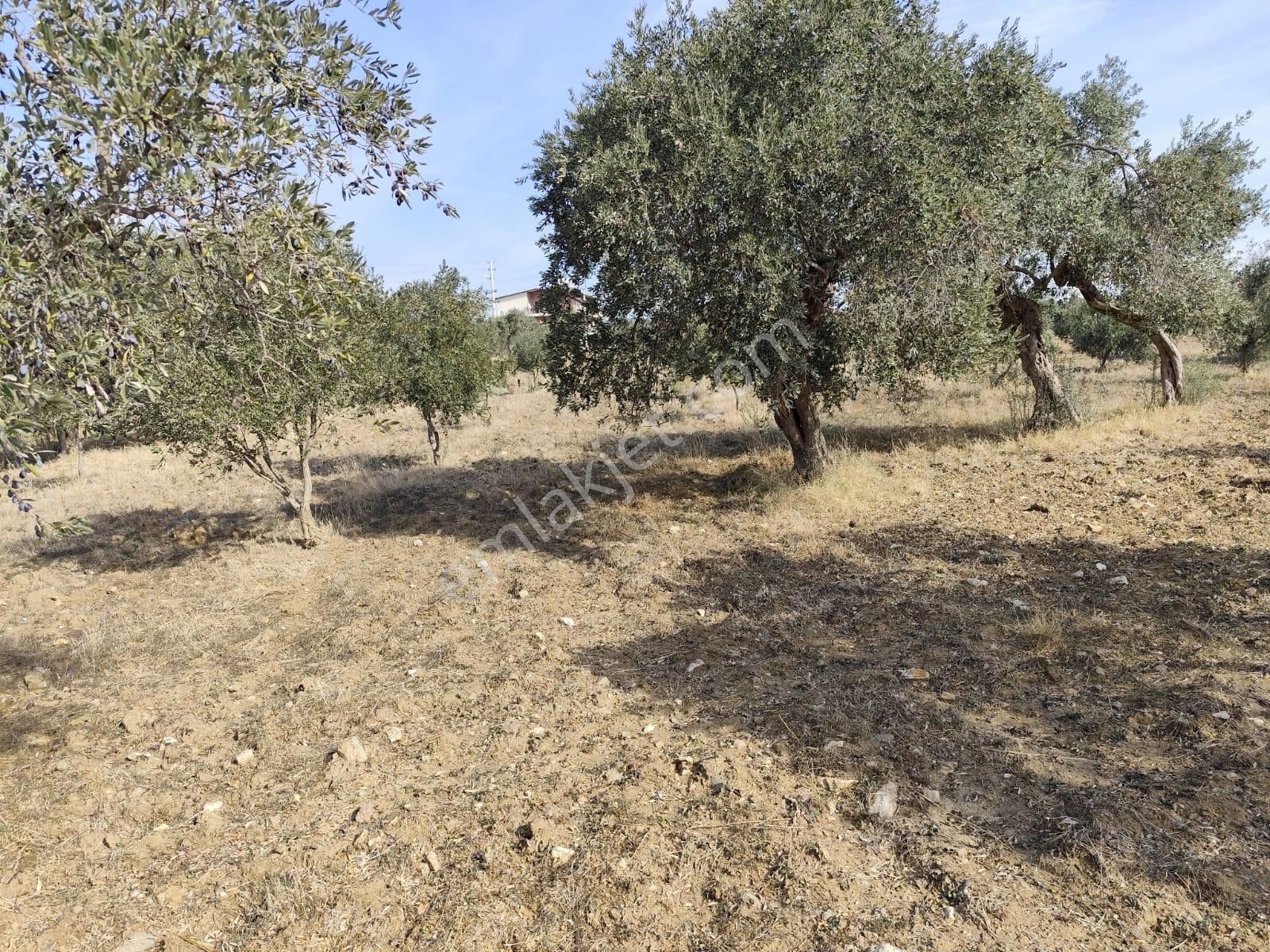 İzmir Torbalı Yazıbaşında İmar Sınırında Satılık Zeytinlik 2590 M2. - Görsel 7