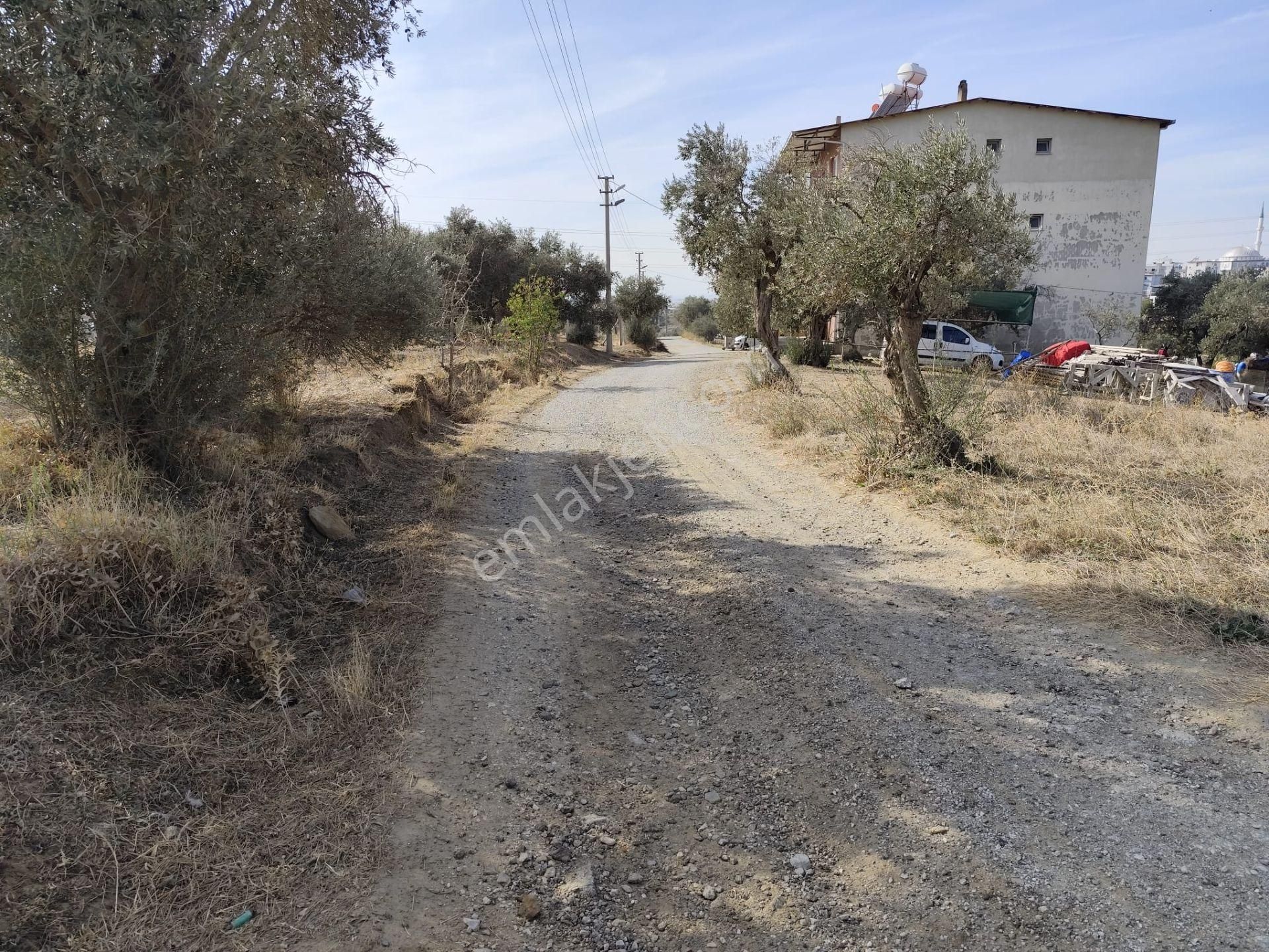 İzmir Torbalı Yazıbaşında İmar Sınırında Satılık Zeytinlik 2590 M2. - Görsel 10