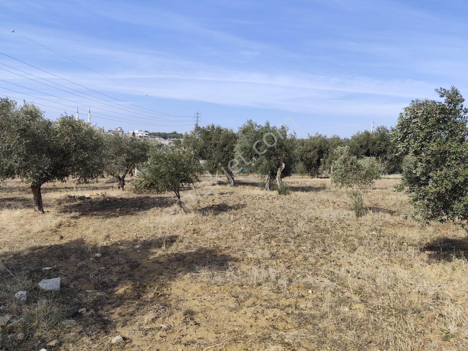 İzmir Torbalı Yazıbaşında İmar Sınırında Satılık Zeytinlik 2590 M2. - Görsel 9