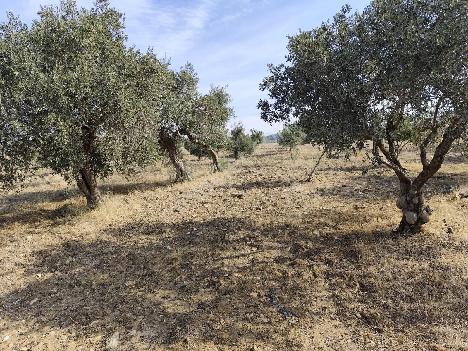 İzmir Torbalı Yazıbaşında İmar Sınırında Satılık Zeytinlik 2590 M2. - Görsel 6