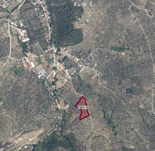 Mudanya Trilye Talatbey'de Satılık 3721mt2 Zeytinlik
