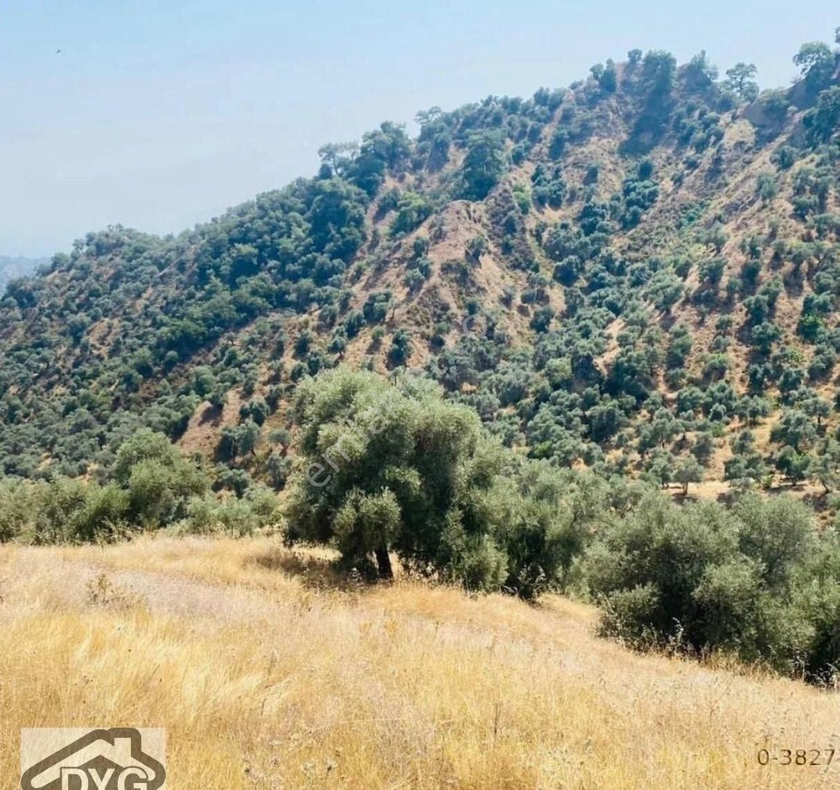 Fırsat Zeytinlik Aydın Sultanhisar/klavuzlar Köyü