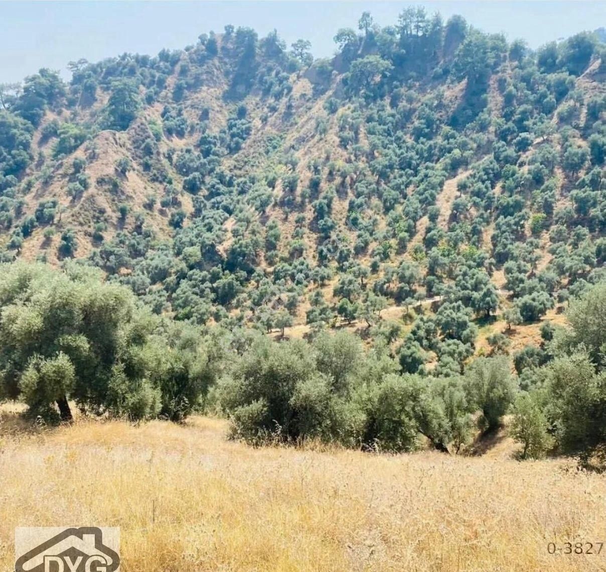 Fırsat Zeytinlik Aydın Sultanhisar/klavuzlar Köyü - Görsel 2