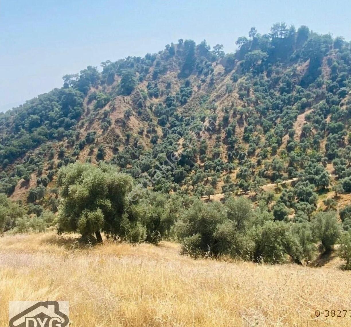 Fırsat Zeytinlik Aydın Sultanhisar/klavuzlar Köyü - Görsel 3