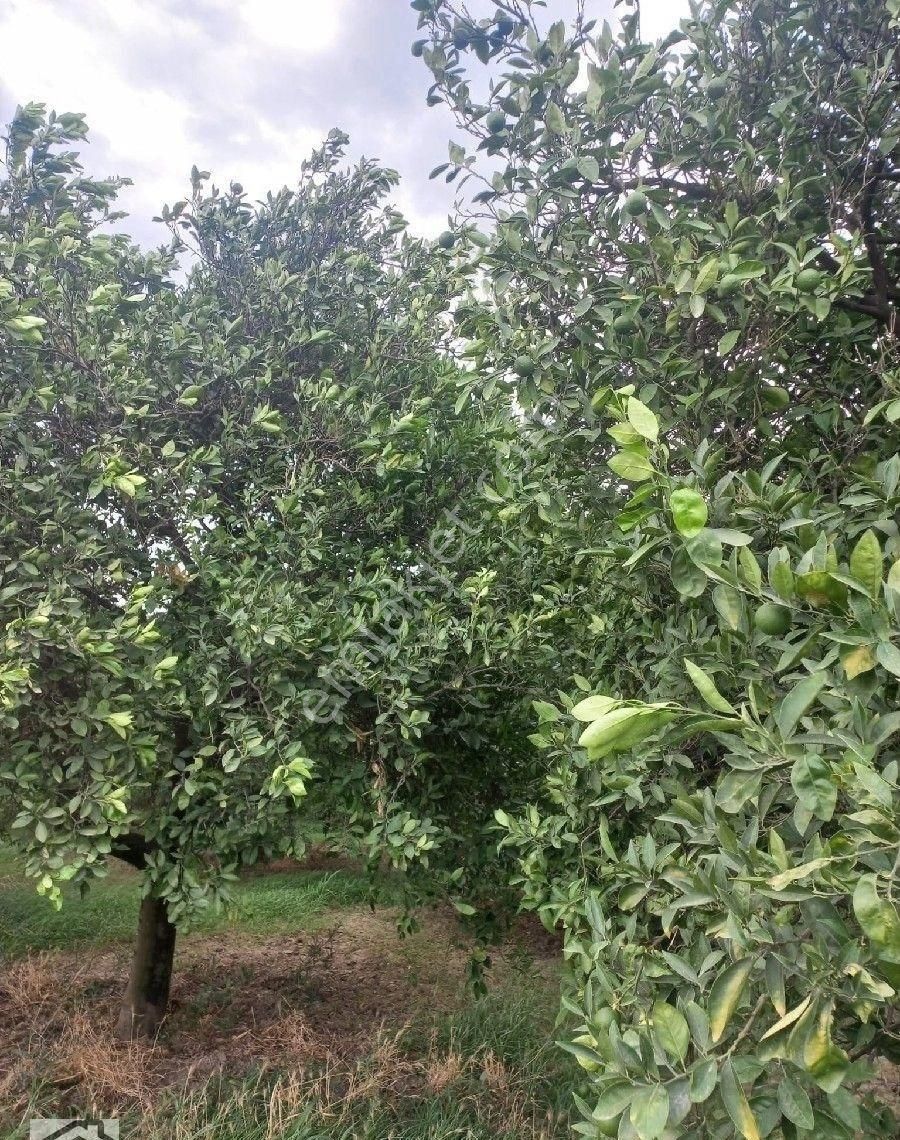 Satılık Portakal Bahçesi