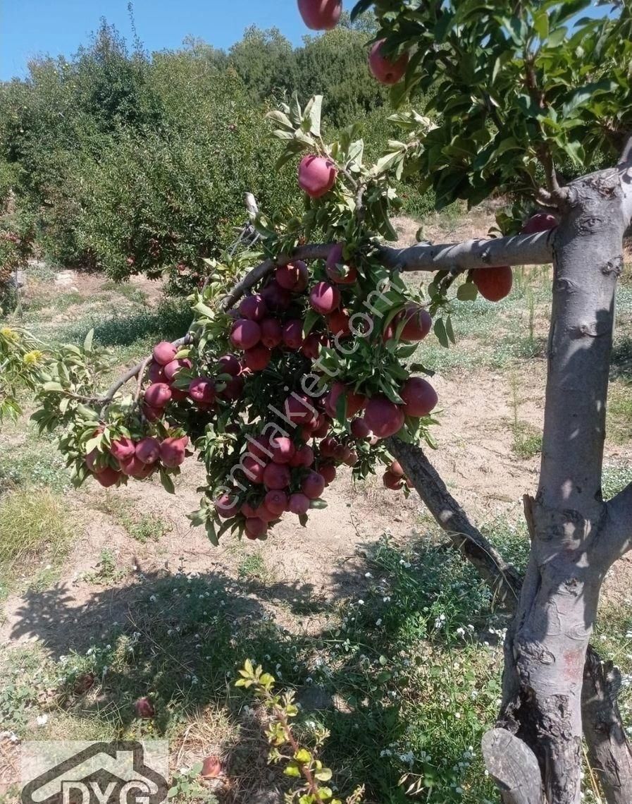 Satılık Elma Bahçesi - Görsel 26