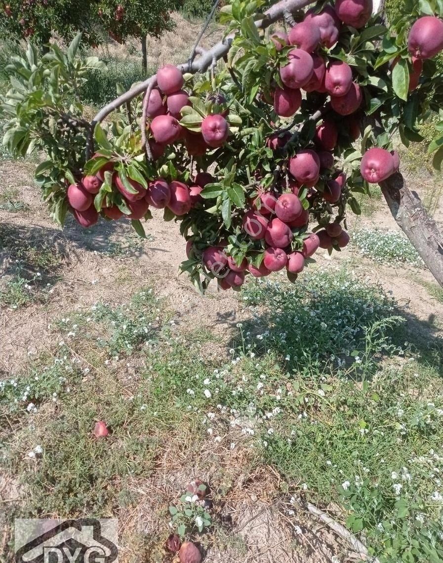 Satılık Elma Bahçesi - Görsel 30
