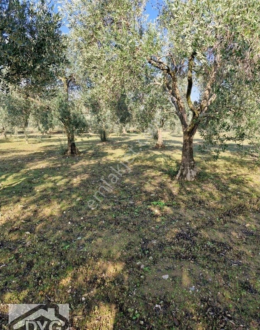 Satılık Zeytinlik - Görsel 16
