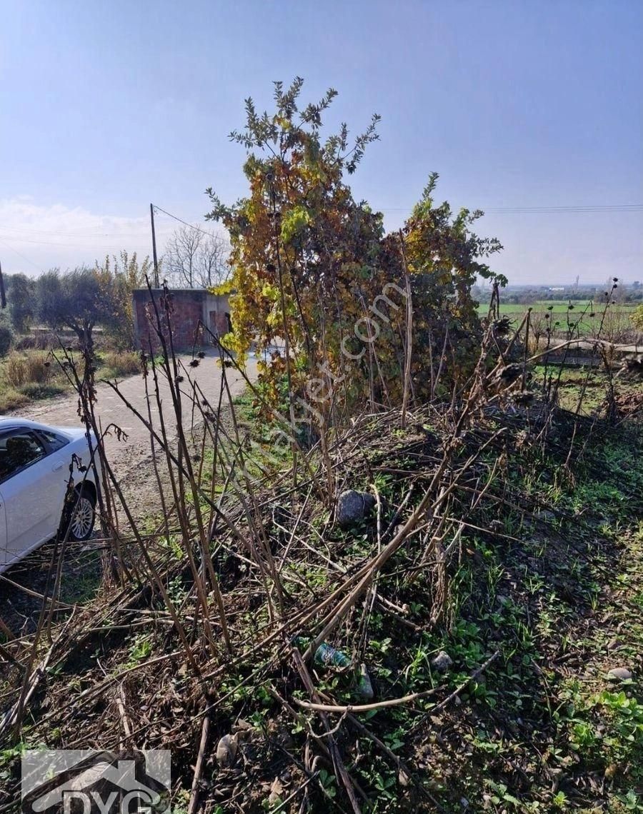 Satılık Zeytinlik - Görsel 17