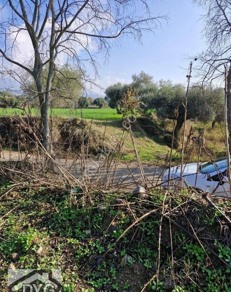 Satılık Zeytinlik - Görsel 11