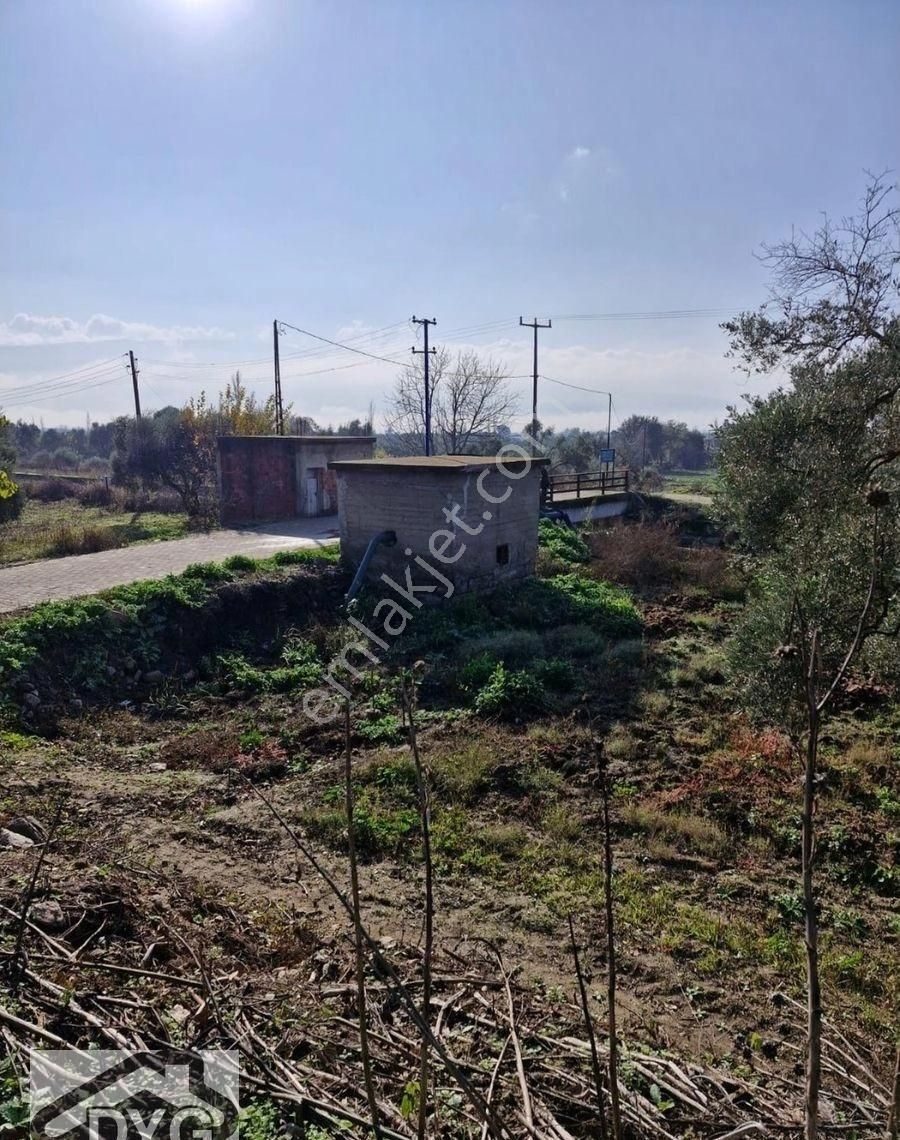 Satılık Zeytinlik - Görsel 13