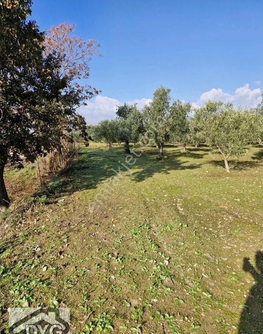 Satılık Zeytinlik - Görsel 8