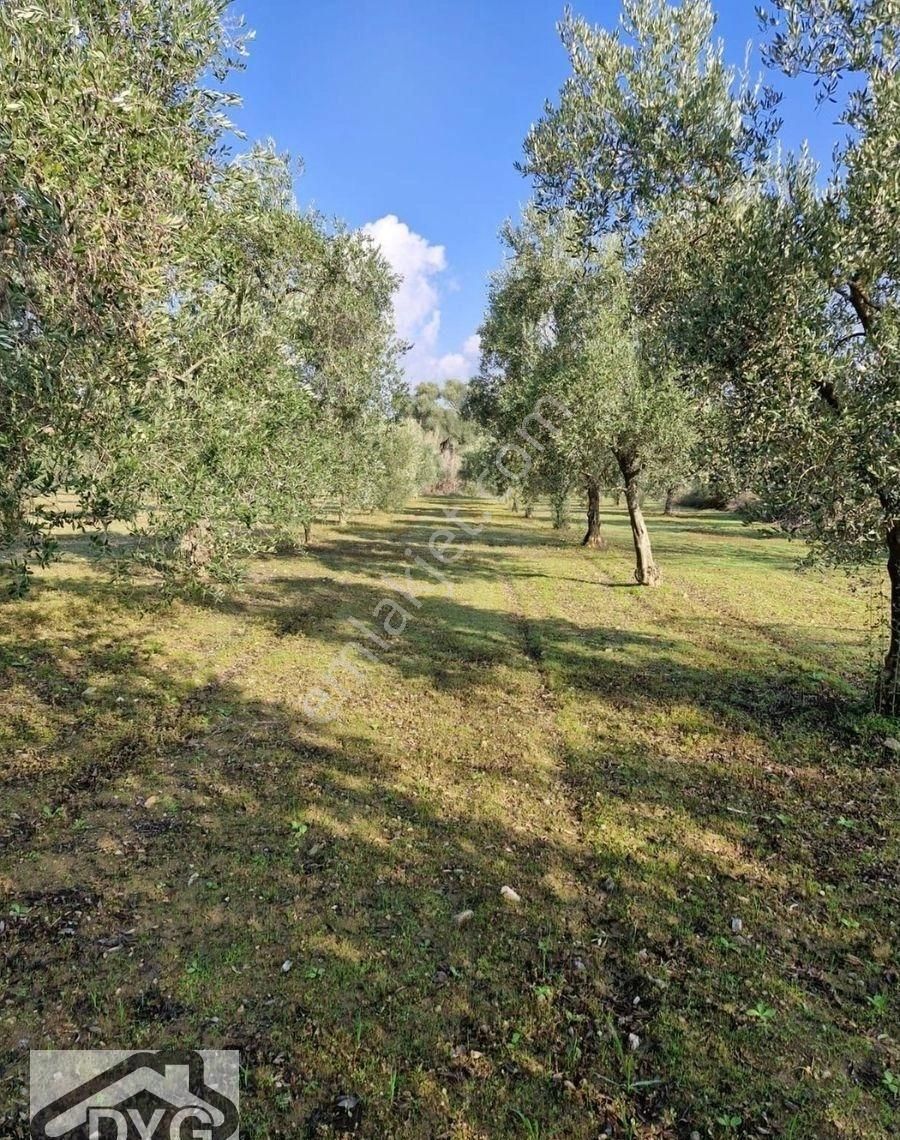 Satılık Zeytinlik - Görsel 21