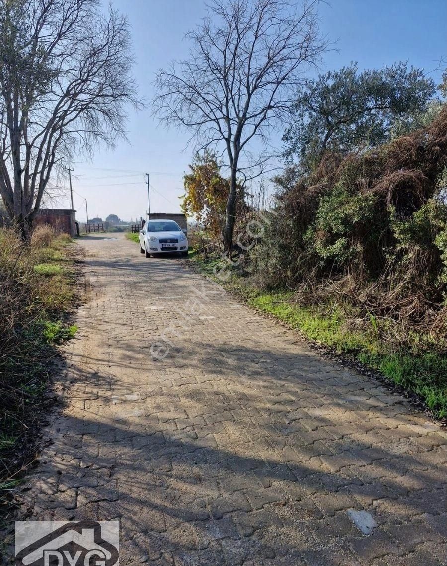 Satılık Zeytinlik - Görsel 4