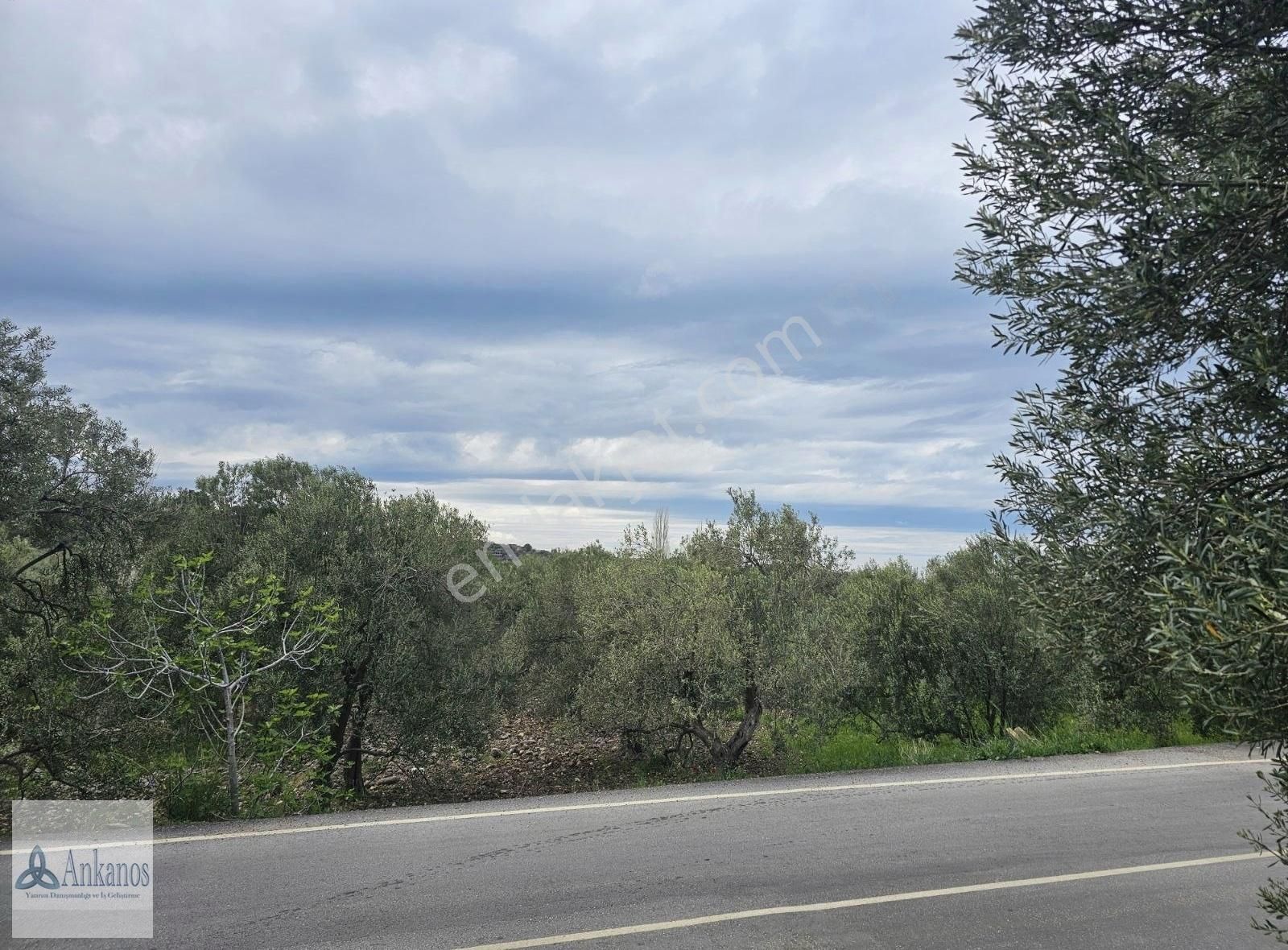Bademli Alanlar Mevki Asfalt Kenarı 3265 M2 Zeytinli Tarla
