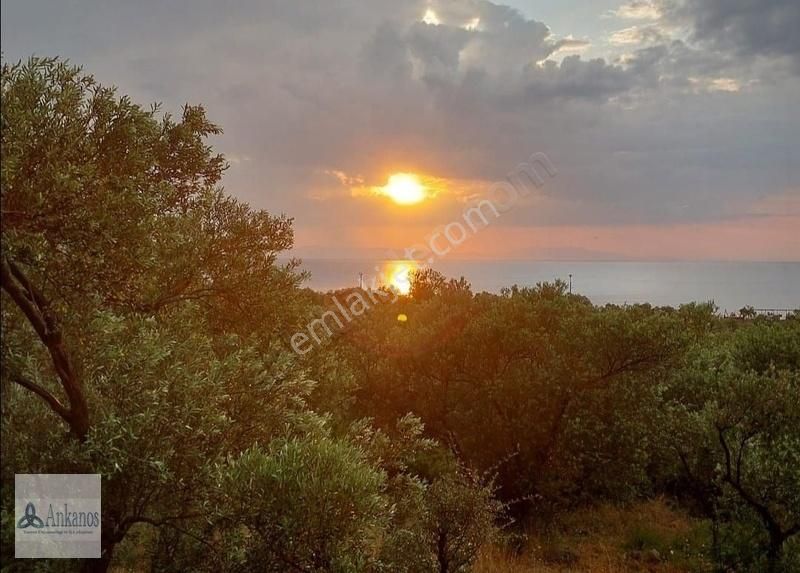 Müthiş Deniz Manzarası Eşliğinde Zeytin Bahçeli Ev