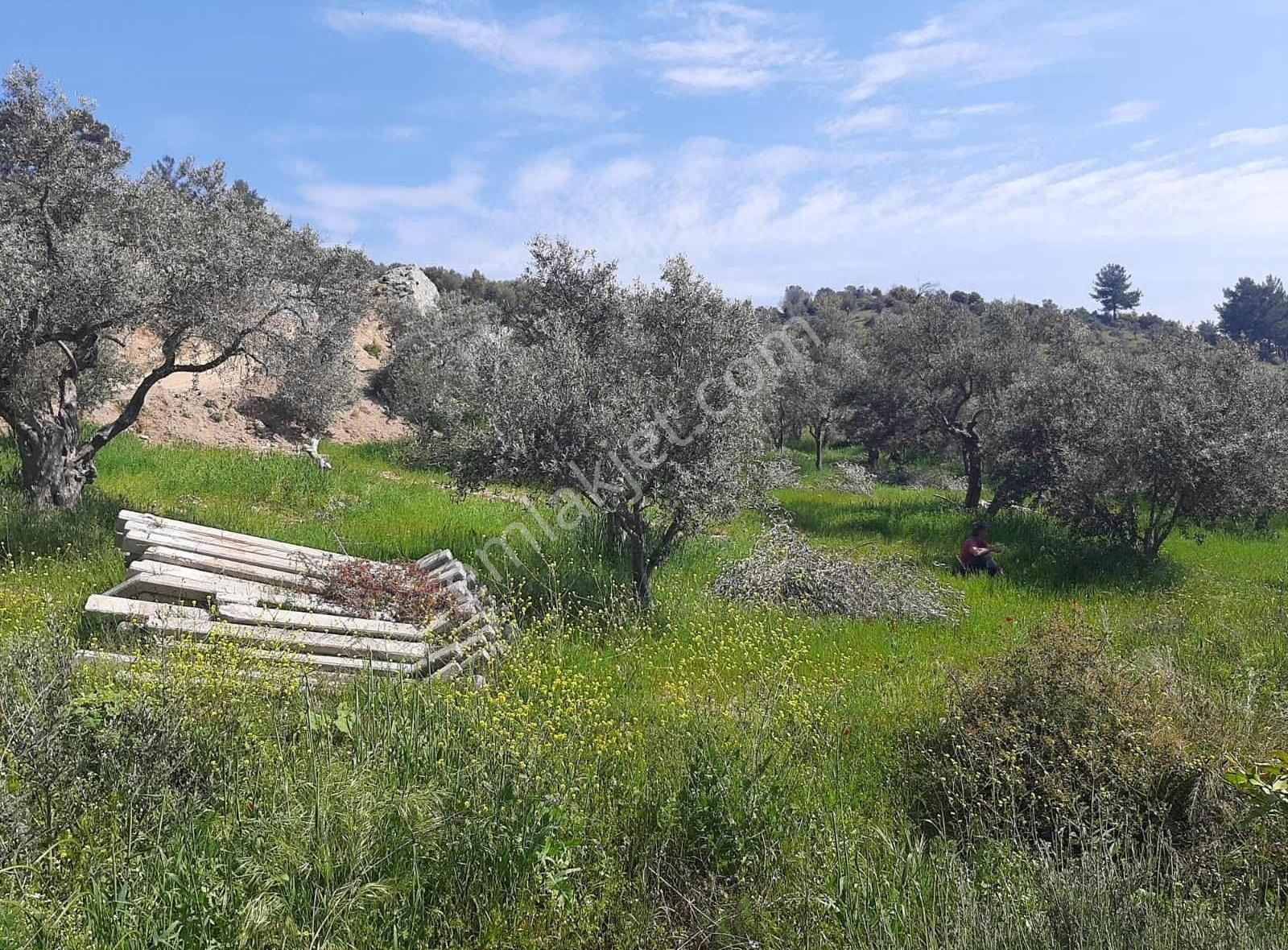 Kemalpaşa Yukarıkızılca Satılık 7 Dönüm 150 Zeytin Ağaçlı Bahçe
