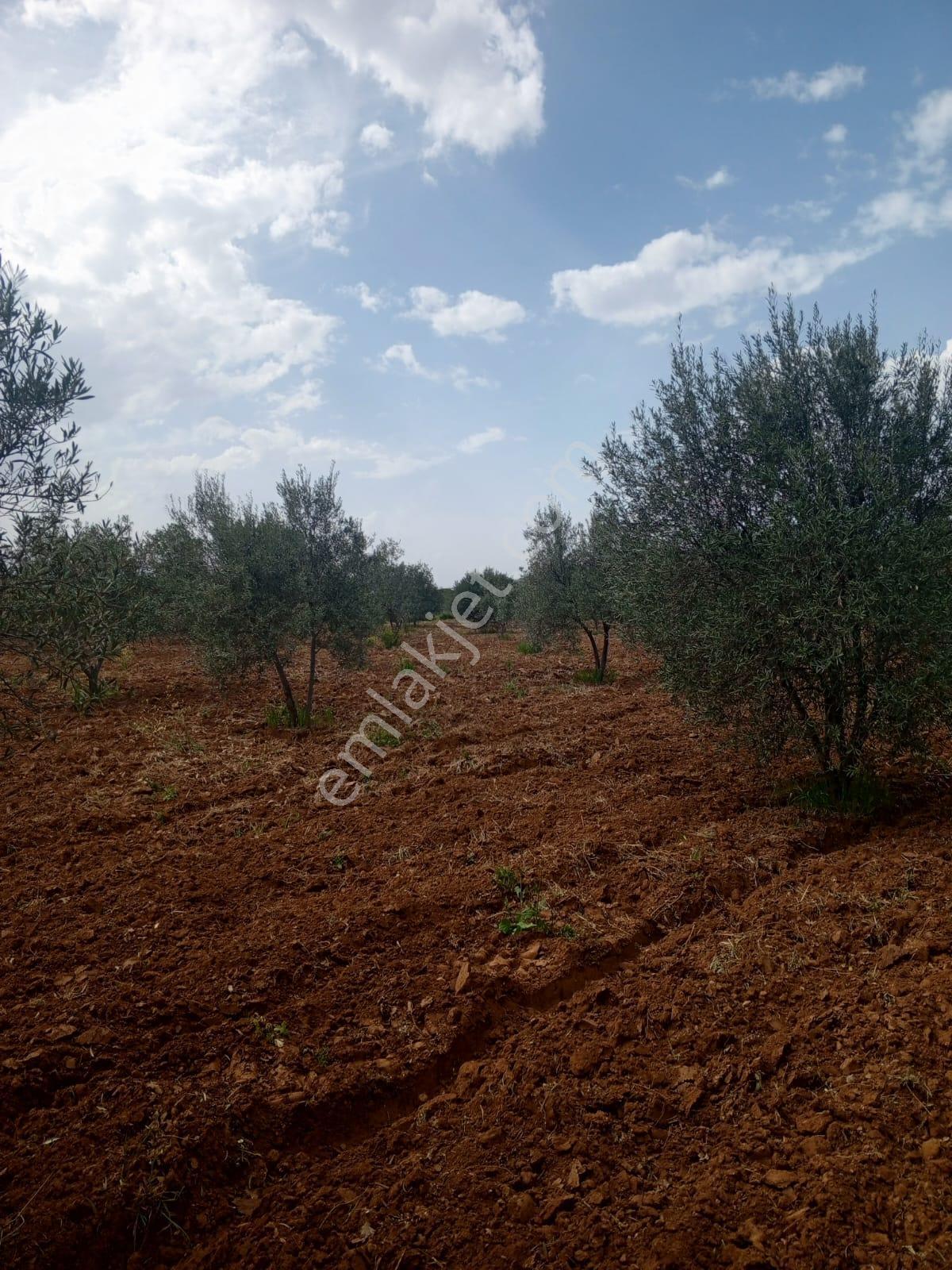 Karacasu Ataeymir Mahallesinde Satılık Verimli Zeytinlik - Görsel 17