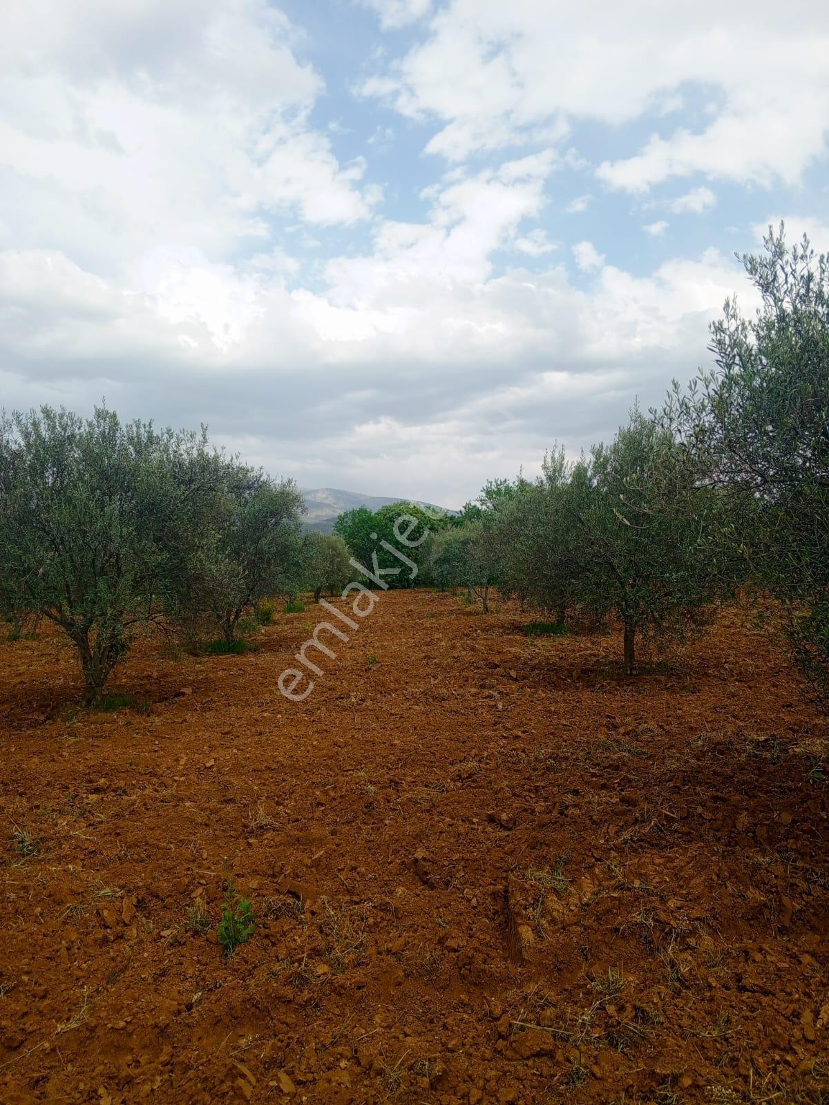 Karacasu Ataeymir Mahallesinde Satılık Verimli Zeytinlik - Görsel 6