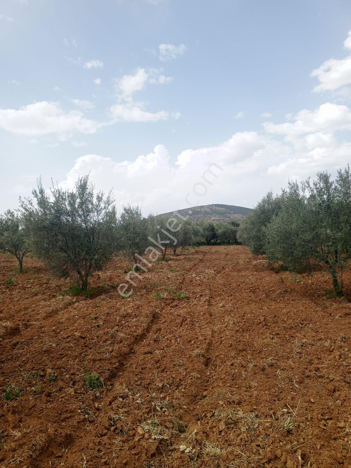 Karacasu Ataeymir Mahallesinde Satılık Verimli Zeytinlik - Görsel 28