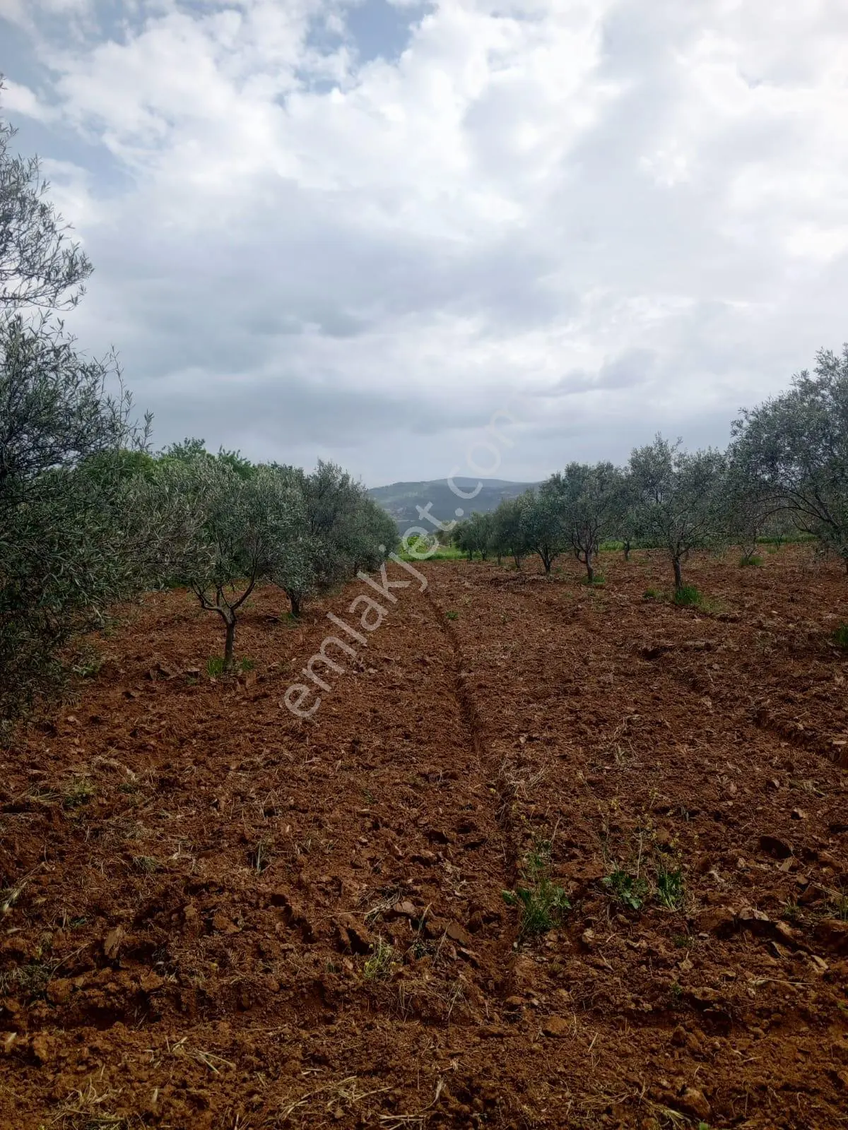 Karacasu Ataeymir Mahallesinde Satılık Verimli Zeytinlik - Görsel 4