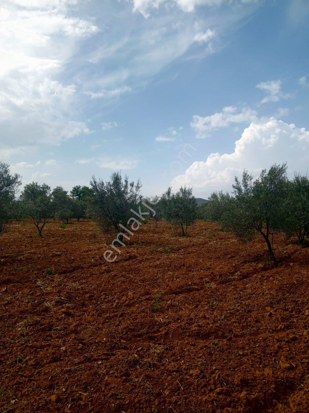Karacasu Ataeymir Mahallesinde Satılık Verimli Zeytinlik - Görsel 20