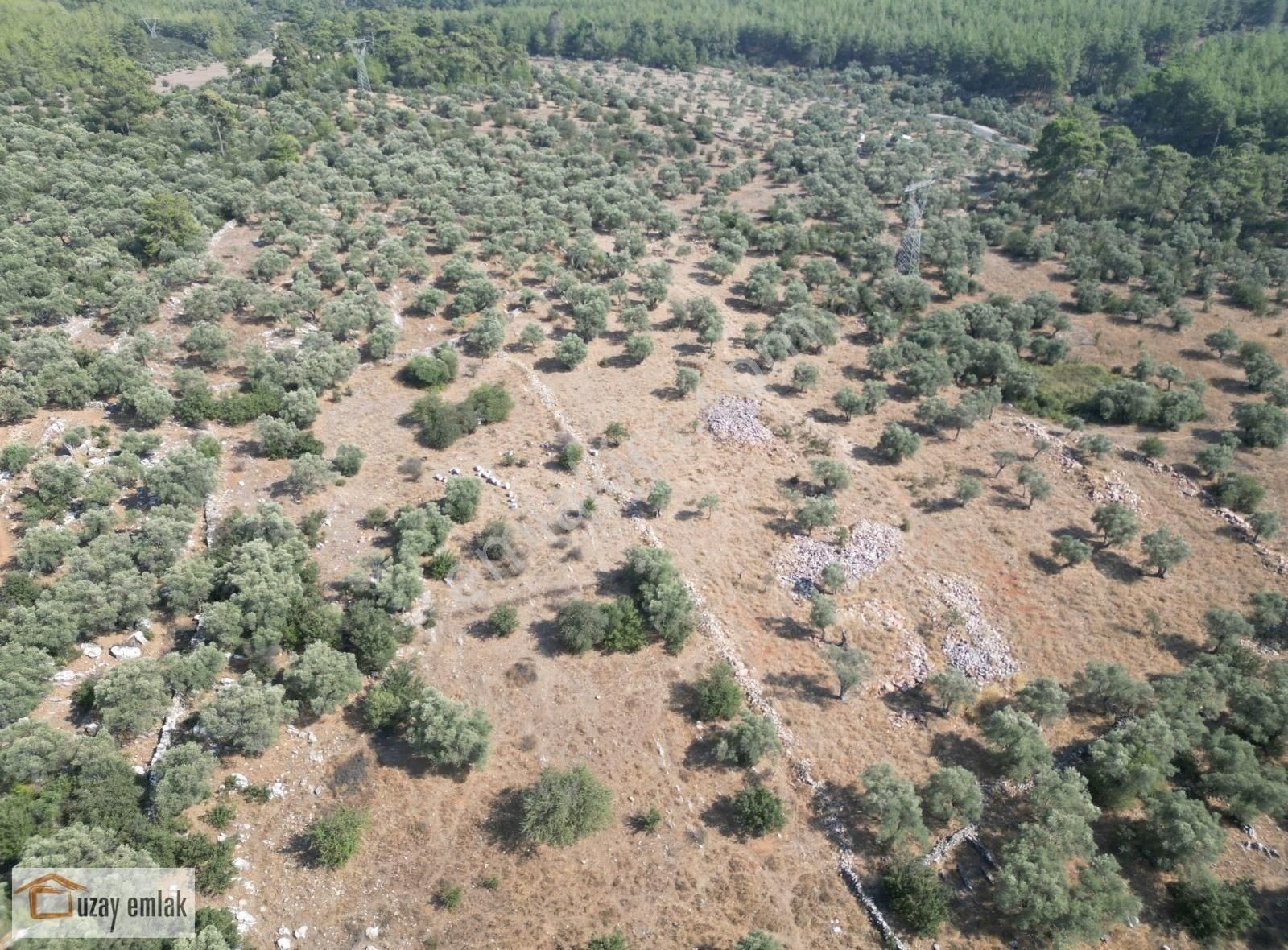 Milas Kızılağaçta Satılık 6200 M2 Zeytinlik