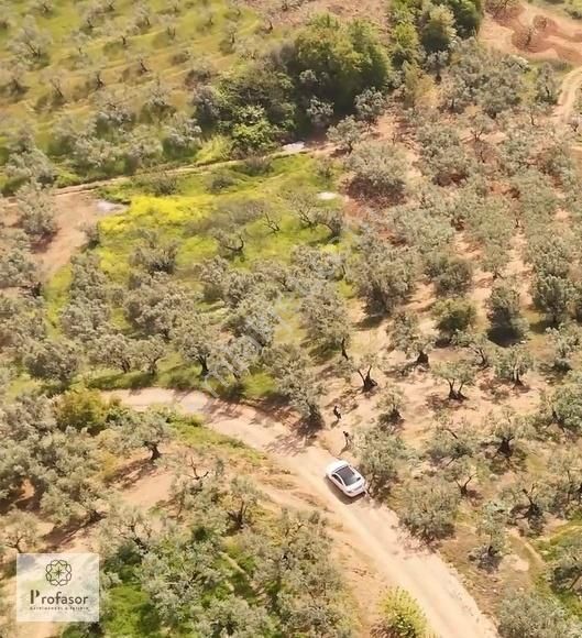 Profasor *dan Gündoğdu'da Satılık 2472m2 Zeytinlik