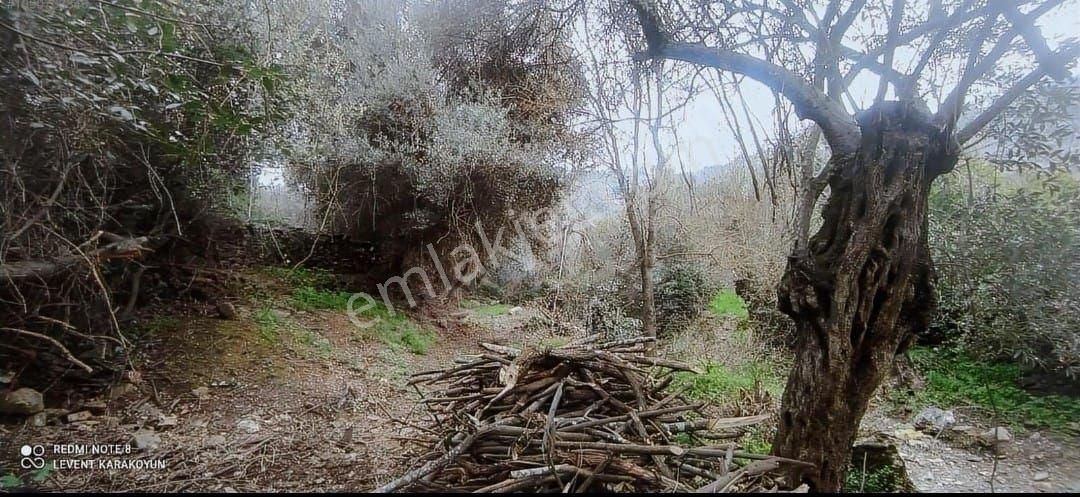 Muğla Milas Etrenli Köyiçi Satılık Tarla 150m² - Görsel 5