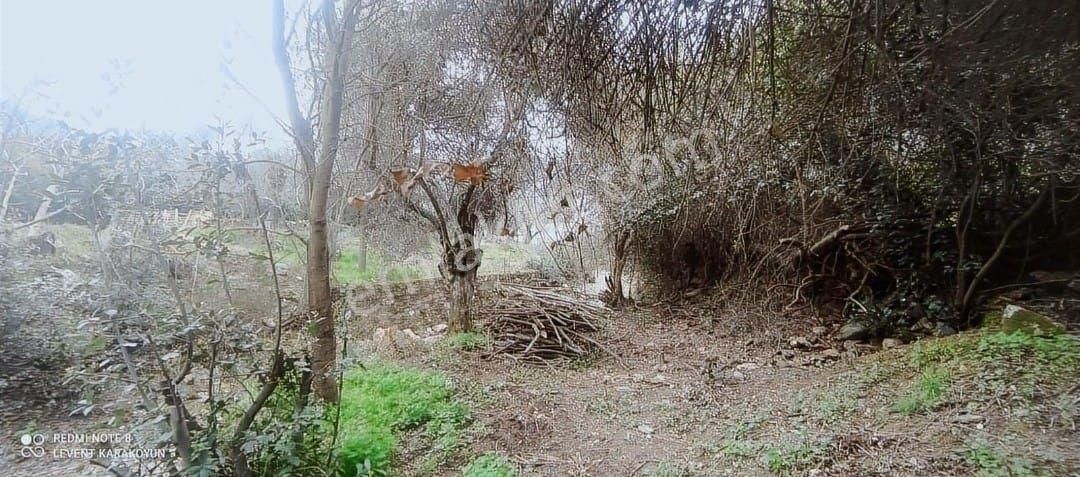 Muğla Milas Etrenli Köyiçi Satılık Tarla 150m² - Görsel 7