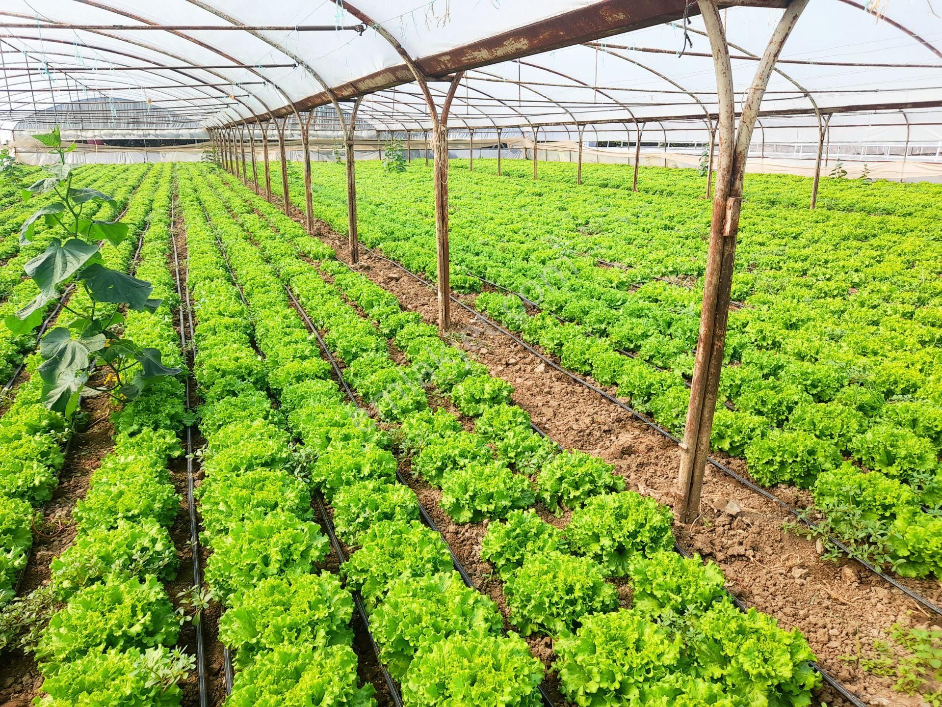 Rw Nefes'ten; Getirisi Yüksek, Verimli, Yatırımlık Sera/tarla