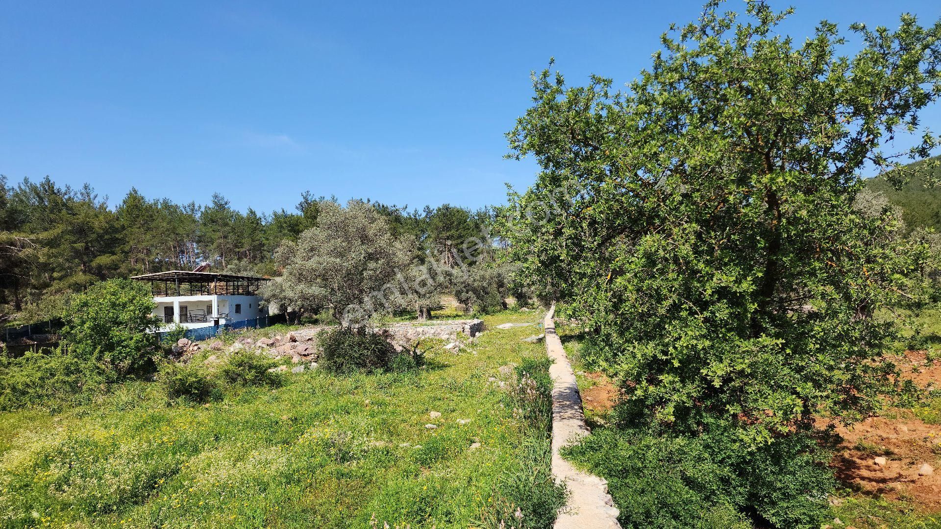 Satılık: Milas Kızılağaç Köyünde 6450m² Zeytinlik İçi Temiz Satılmaya Hazır