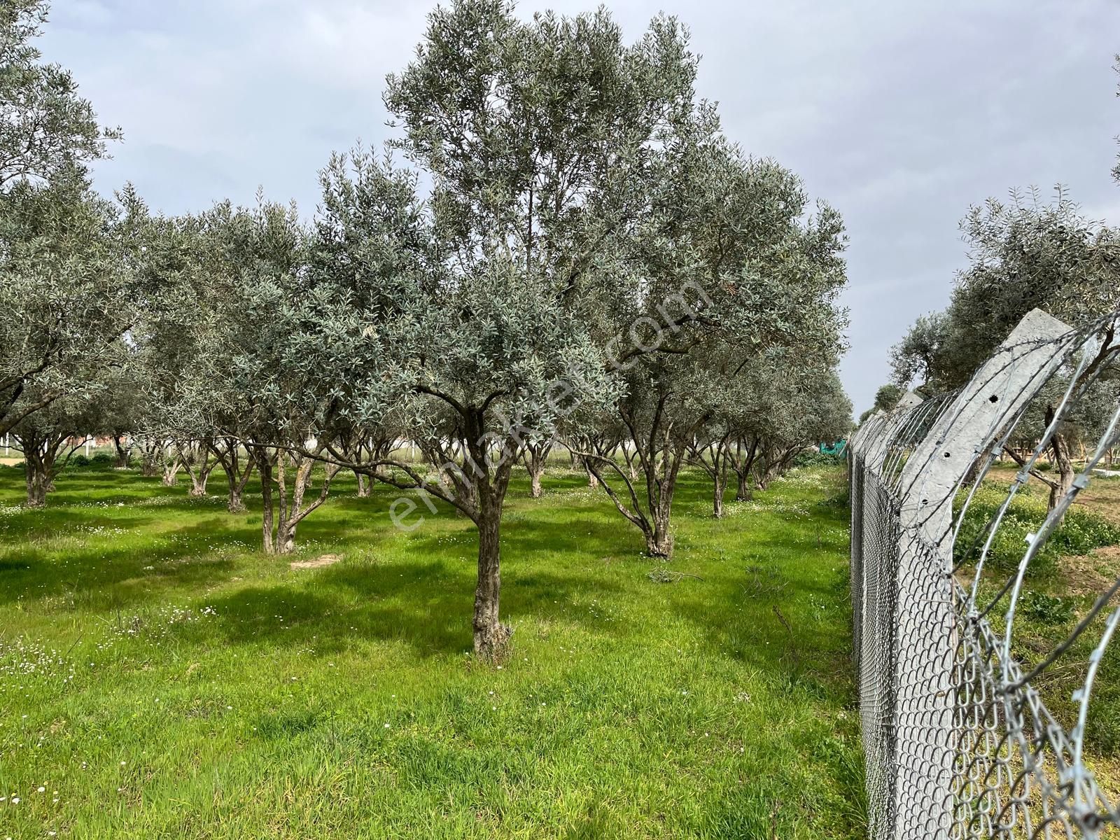 Torbalı Eğerci Mah Tek Tapu 1400 M2 Satılık Zeytinli Bağ