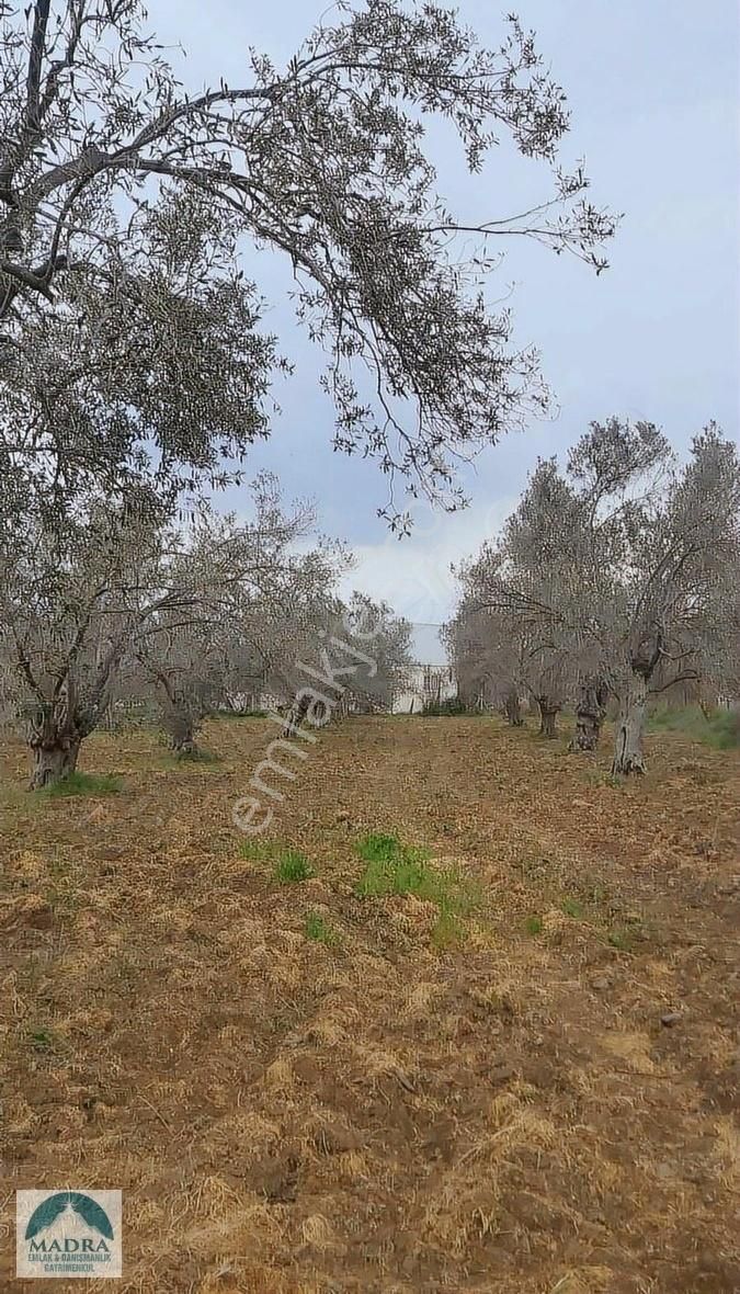 Balıkesir Burhaniye Yunus Mahallesi Zeytinlik - Görsel 12
