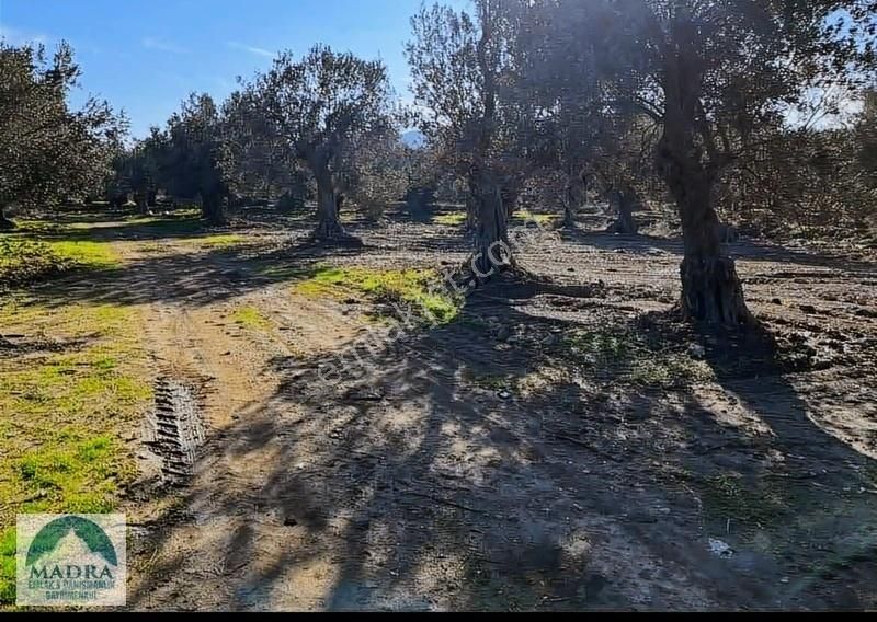 Balıkesir Burhaniye Yunus Mahallesi Zeytinlik - Görsel 7