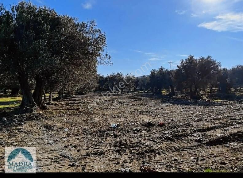 Balıkesir Burhaniye Yunus Mahallesi Zeytinlik - Görsel 3